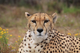 cheetah-246893_640
